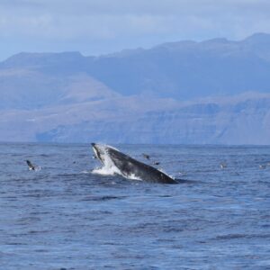 catamaran  Ecotours