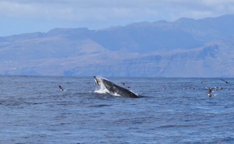 catamaran  Ecotours