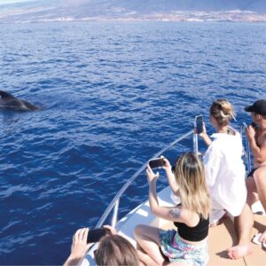Whale Watching Experience – 2 hours
