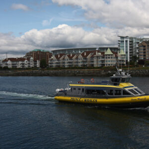 3 hrs tour kids viking boatand show