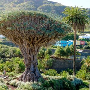 gomera polaco – Adult