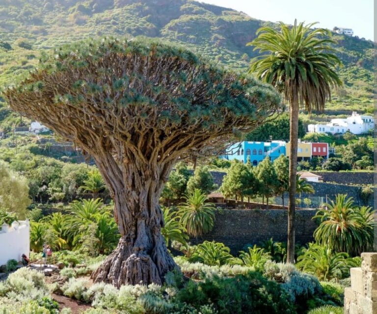 gomera polaco – Adult