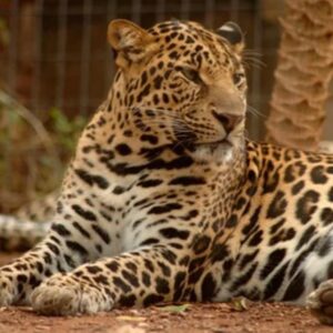 jungle park adult