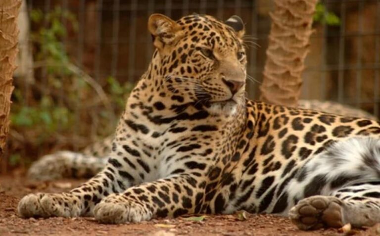 jungle park adult