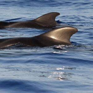 Whale/dolphins watching adult