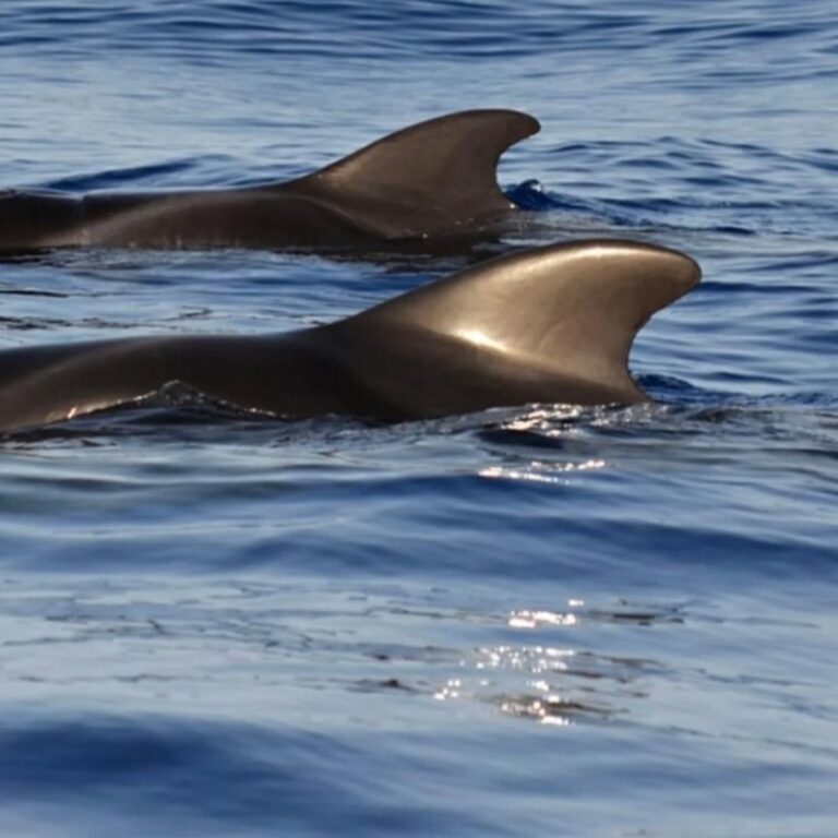 Whale/dolphins watching adult