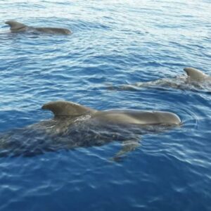 whales/dolphins kids