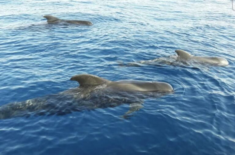 whales/dolphins kids
