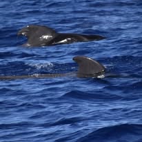 whales tour boat 16 pax – Adult