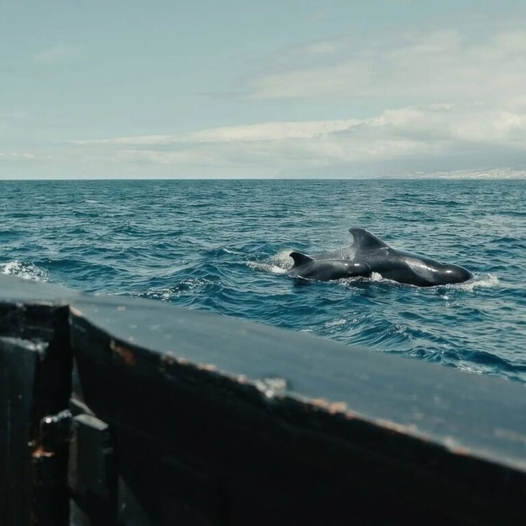 whales tour boat 16 pax – Child