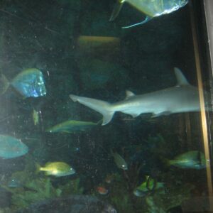 poema mar gran canaria – Adult