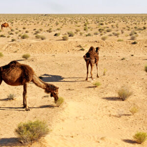 camel park no trasnfer child