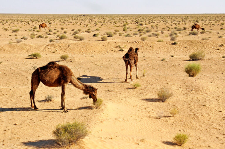 camel park no trasnfer child