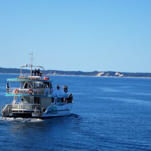 Whale and Dolphin Watching Catamaran Tour
